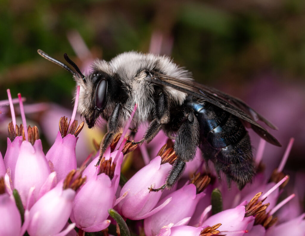 Andrena danuvia ♀; auf Erica carnea; Wien (AT); 25.03.2022